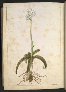 Fehér szirmú növény, Gherardo Cibo "A római államok növényvilágának festményeiből", Add MS 22333, f173v, c.1564-84 (akvarell és gouache papíron) alkotó: Gherardo Cibo