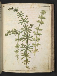 Zöld levelű növény, Gherardo Cibo "A római államok növényvilágának festményeiből", Add MS 22333, f125r, c.1564-84 (akvarell és gouache papíron) alkotó: Gherardo Cibo