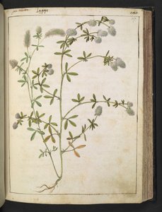 Fehér virágú növény. , Gherardo Cibo "Paintings of the Flora of the Roman States" (A római államok növényvilágának festményei), Add MS 22333, f117r, c.1564-84 (akvarell és gouache papíron) alkotó: Gherardo Cibo
