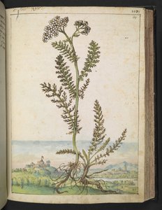 Achillea millefolium: Magas páfrány típusú növény fehér virágokkal, Gherardo Cibo "Paintings of the Flora of the Roman States" (A római államok növényvilágának festményeiből), Add MS 22333, f114r, c.1564-84 (akvarell és gouache papíron)