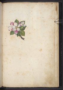 Adja hozzá az MS 22333 f61r, Blossom, a "Paintings of flora of the Roman States" (A római államok növényvilágának festményei), 1564–1584 körül (akvarell és gouache papíron) alkotó: Gherardo Cibo