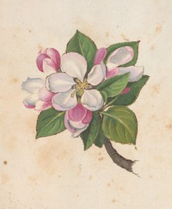 Add hozzá az MS 22333 f.61r, Blossom, a "Paintings of flora of the Roman States" (A római államok növényvilágáról alkotott festményei), 1564–1584 körül (akvarell és gouache papíron)