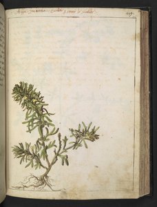 Ajuga chamaepitys: Zöld levelekkel és sárga virágokkal rendelkező növény, Gherardo Cibo "Festmények a római államok flórájáról", Add MS 22333, f116r, c.1564-84 (akvarell és gouache papíron) alkotó: Gherardo Cibo
