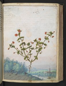 Anagalis arvensis: Piros virágú növény, Gherardo Cibo "A római államok növényvilágának festményeiből", Add MS 22333, f074r, c.1564-84 (akvarell és gouache papíron) alkotó: Gherardo Cibo