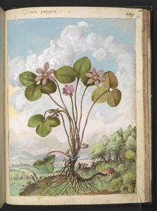 Anemone hepatica: Rózsaszín szirmú növény, Gherardo Cibo "Paintings of the Flora of the Roman States" (A római államok növényvilágának festményeiből), Add MS 22333, f170r, c.1564-84 (akvarell és gouache papíron) alkotó: Gherardo Cibo