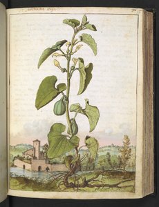Aristolochia clematitis, Gherardo Cibo "Festményei a római államok növényvilágáról", Add MS 22333, f077r, c.1564-84 (akvarell és gouache papíron) alkotó: Gherardo Cibo
