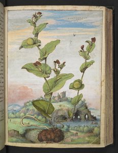 Aristolochia rotunda: Gyümölcstermő növény, Gherardo Cibo "A római államok növényvilágának festményeiből", Add MS 22333, f078r, c.1564-84 (akvarell és gouache papíron) alkotó: Gherardo Cibo