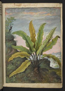Asplenium scolopendrium, Gherardo Cibo "Festmények a római államok növényvilágáról", Add MS 22333, f014r, c.1564-84 (akvarell és gouache papíron) alkotó: Gherardo Cibo