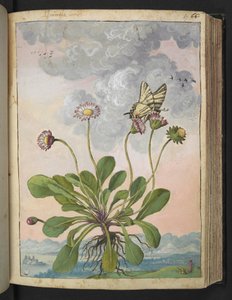 Bellis perennis, Gherardo Cibo "Festményei a római államok növényvilágáról", Add MS 22333, f067r, c.1564-84 (akvarell és gouache papíron) alkotó: Gherardo Cibo
