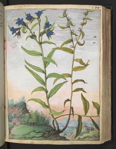 Buglossoides purpurocaerulea, Gherardo Cibo "Festmények a római államok növényvilágáról", Add MS 22333, f061r, c.1564-84 (akvarell és gouache papíron) alkotó: Gherardo Cibo