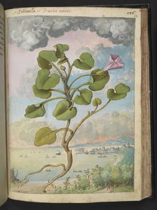Calystegia soldanella, Gherardo Cibo "Festményei a római államok növényvilágáról", Add MS 22333, f150r, c.1564-84 (akvarell és gouache papíron) alkotó: Gherardo Cibo