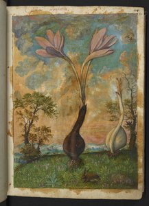 Colchicum autumnale, Gherardo Cibo "Festmények a római államok növényvilágáról", Add MS 22333, f022r, c.1564-84 (akvarell és gouache papíron) alkotó: Gherardo Cibo