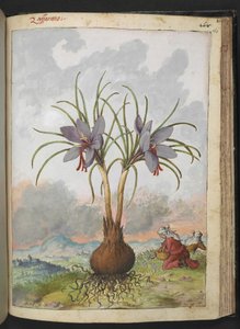Crocus sativus (sáfrány), Gherardo Cibo "Festmények a római államok növényvilágáról", Add MS 22333, f160r, c.1564-84 (akvarell és gouache papíron) alkotó: Gherardo Cibo