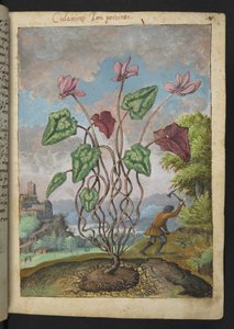 Cyclamen hederifolium, Gherardo Cibo "Festmények a római államok növényvilágáról", Add MS 22333, f012r, c.1564-84 (akvarell és gouache papíron) alkotó: Gherardo Cibo