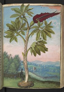 Dracunculus vulgaris, Gherardo Cibo "Festményei a római államok növényvilágáról", Add MS 22333, f054r, c.1564-84 (akvarell és gouache papíron) alkotó: Gherardo Cibo