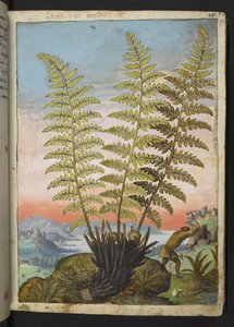 Dryopteris filix mas: Páfrány, Gherardo Cibo "A római államok növényvilágának festményeiből", Add MS 22333, f019r, c.1564-84 (akvarell és gouache papíron) alkotó: Gherardo Cibo