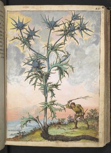 Eryngium maritimum, Gherardo Cibo "Festmények a római államok növényvilágáról", Add MS 22333, f047r, c.1564-84 (akvarell és gouache papíron) alkotó: Gherardo Cibo