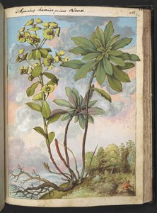 Euphorbia amygdaloides vagy Euphorbia characias, Gherardo Cibo "Festmények a római államok növényvilágáról", Add MS 22333, f154r, c.1564-84 (akvarell és gouache papíron) alkotó: Gherardo Cibo