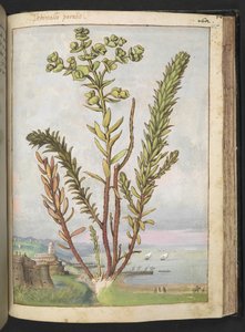 Euphorbia paralias, Gherardo Cibo "Festmények a római államok növényvilágáról", Add MS 22333, f155r, c.1564-84 (akvarell és gouache papíron) alkotó: Gherardo Cibo