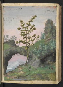 Euphrasia officinalis, Gherardo Cibo "Festmények a római államok növényvilágáról", Add MS 22333, f041r, c.1564-84 (akvarell és gouache papíron) alkotó: Gherardo Cibo