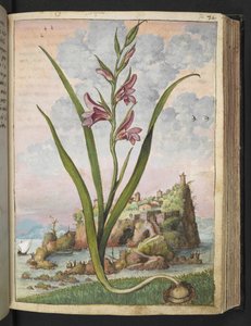 Gladiolus Italicus, Gherardo Cibo "Festményei a római államok növényvilágáról", Add MS 22333, f072r, c.1564-84 (akvarell és gouache papíron) alkotó: Gherardo Cibo