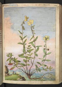 Helianthemum nummularium, Gherardo Cibo "Festményei a római államok növényvilágáról", Add MS 22333, f055r, c.1564-84 (akvarell és gouache papíron) alkotó: Gherardo Cibo