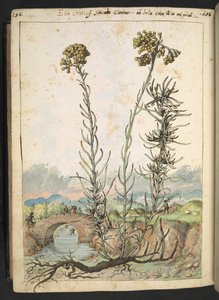 Helichrysum italicum: sárga bimbós növény, Gherardo Cibo "A római államok növényvilágának festményeiből", Add MS 22333, f176v, c.1564-84 (akvarell és gouache papíron) alkotó: Gherardo Cibo