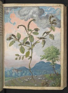 Heliotropium europeanum, Gherardo Cibo "Festmények a római államok növényvilágáról", Add MS 22333, f044r, c.1564-84 (akvarell és gouache papíron) alkotó: Gherardo Cibo