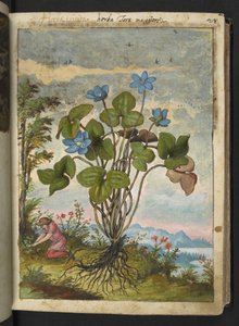 Hepatica nobilis: kék szirmú növény, ásó vagy beszélő dugványok, Gherardo Cibo "Festmények a római államok növényvilágáról", Add MS 22333, f032r, c.1564-84 (akvarell és gouache papíron) című könyvéből alkotó: Gherardo Cibo