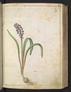 Hyacinthus, Gherardo Cibo "Festmények a római államok növényvilágáról", Add MS 22333, f060r, c.1564-84 (akvarell és gouache papíron) alkotó: Gherardo Cibo
