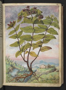 Hypericum hircinum, Gherardo Cibo "Festményei a római államok növényvilágáról", Add MS 22333, f034r, c.1564-84 (akvarell és gouache papíron) alkotó: Gherardo Cibo