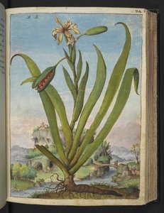 Iris Foetidissima: Virágzó növény maghüvellyel, Gherardo Cibo "Paintings of the Flora of the Roman States" (A római államok növényvilágának festményei), Add MS 22333, f073r, c.1564-84 (akvarell és gouache papíron) alkotó: Gherardo Cibo
