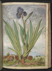 Iris germanica, Gherardo Cibo "Paintings of the Flora of the Roman State"-ből, Add MS 22333, f148r, c.1564-84 (akvarell és gouache papíron) alkotó: Gherardo Cibo