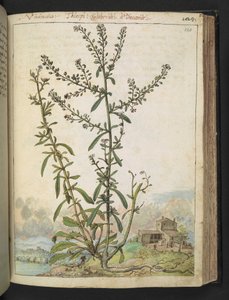 Lepidium graminifolium, Gherardo Cibo "Festményei a római államok növényvilágáról", Add MS 22333, f120r, c.1564-84 (akvarell és gouache papíron) alkotó: Gherardo Cibo