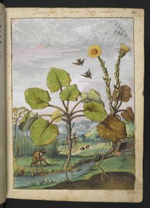 Ligularia tussilaginea (Leopárd növény), Gherardo Cibo "A római államok növényvilágának festményeiből", Add MS 22333, f011r, c.1564-84 (akvarell és gouache papíron) alkotó: Gherardo Cibo