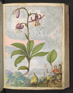 Lilium martagon, Gherardo Cibo "Paintings of the Flora of the Roman State"-ből, Add MS 22333, f081r, c.1564-84 (akvarell és gouache papíron) alkotó: Gherardo Cibo