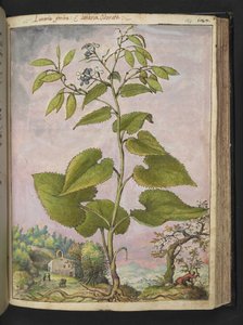 Lunaria redivivia, Gherardo Cibo "Festmények a római államok növényvilágáról", Add MS 22333, f124r, c.1564-84 (akvarell és gouache papíron) alkotó: Gherardo Cibo