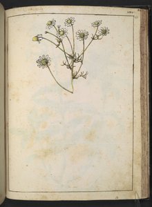 Matricaria chamomilla (Kamilla), Gherardo Cibo "Festmények a római államok növényvilágáról", Add MS 22333, f163r, c.1564-84 (akvarell és gouache papíron) alkotó: Gherardo Cibo