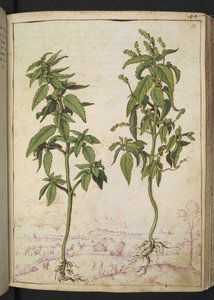 Mercurialis annua, Gherardo Cibo "Festményei a római államok növényvilágáról", Add MS 22333, f056r, c.1564-84 (akvarell és gouache papíron) alkotó: Gherardo Cibo