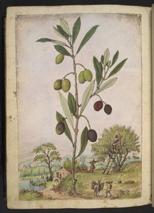 Olea europaea (Olívafa), Gherardo Cibo "Festmények a római államok növényvilágáról", Add MS 22333, f181v, c.1564-84 (akvarell és gouache papíron)