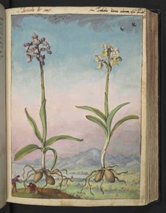 Orchis pallens: Két virágos növény, Gherardo Cibo "Paintings of the Flora of the Roman States" (A római államok növényvilágának festményei), Add MS 22333, f064r, c.1564-84 (akvarell és gouache papíron) alkotó: Gherardo Cibo