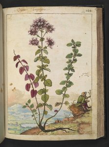 Origanum vulgare, Gherardo Cibo "Festmények a római államok növényvilágáról", Add MS 22333, f130r, c.1564-84 (akvarell és gouache papíron) alkotó: Gherardo Cibo