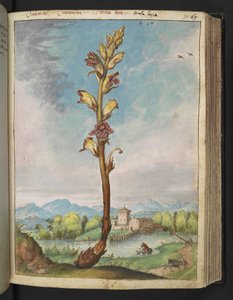 Orobanche gracilis, Gherardo Cibo "Festmények a római államok növényvilágáról", Add MS 22333, f070r, c.1564-84 (akvarell és gouache papíron) alkotó: Gherardo Cibo