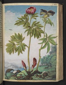 Paeonia officinalis, Gherardo Cibo "Festmények a római államok növényvilágáról", Add MS 22333, f085r, c.1564-84 (akvarell és gouache papíron) alkotó: Gherardo Cibo