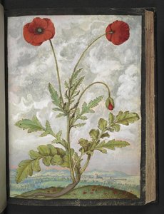Papaver rhoeas (Mák), Gherardo Cibo "Festmények a római államok növényvilágáról", Add MS 22333, f107r, c.1564-84 (akvarell és gouache papíron) alkotó: Gherardo Cibo