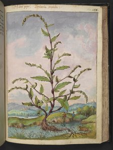 Persicaria hydropiper, Gherardo Cibo "Paintings of the Flora of the Roman State"-ből, Add MS 22333, f152r, c.1564-84 (akvarell és gouache papíron) alkotó: Gherardo Cibo