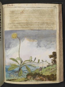 Pilosella officinarum, Gherardo Cibo "Festményei a római államok növényvilágáról", Add MS 22333, f138r, c.1564-84 (akvarell és gouache papíron) alkotó: Gherardo Cibo