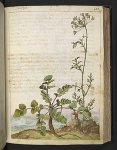 Pimpinella saxifraga, Gherardo Cibo "Festmények a római államok növényvilágáról", Add MS 22333, f101r, c.1564-84 (akvarell és gouache papíron) alkotó: Gherardo Cibo