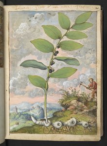 Polygonatum odoratum: növény. Egy csákányos ember, Gherardo Cibo "Festményei a római államok növényvilágáról", Add MS 22333, f025r, c.1564-84 (akvarell és gouache papíron)