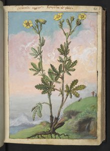 Potentilla recta: Sárga virágú növény, Gherardo Cibo "A római államok növényvilágának festményeiből", Add MS 22333, f039r, c.1564-84 (akvarell és gouache papíron) alkotó: Gherardo Cibo